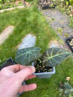Alocasia Regal Shield Planten & Knollen, Huis en Inrichting, Ophalen, Overige soorten, Halfschaduw, In pot