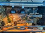 terrarium, Dieren en Toebehoren, Reptielen en Amfibieën | Toebehoren, Ophalen, Zo goed als nieuw
