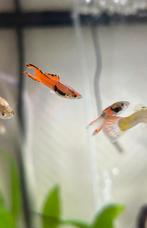 Endler guppy’s mannetjes, Dieren en Toebehoren, Vissen | Aquariumvissen, Vis