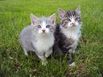 Mooie jonge poesjes / kittens cyper grijs wit GELIJK MEE, Kortharig, Meerdere dieren, 0 tot 2 jaar