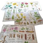 Vintage MDI Hebri biologie botanische schoolplaten posters, Gebruikt, Rechthoekig Liggend, Ophalen of Verzenden, A1 t/m A3