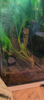 Helanthium  Bolivianum aquarium plants plants, Dieren en Toebehoren, Vissen | Aquaria en Toebehoren, Ophalen of Verzenden, Zo goed als nieuw