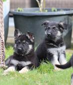 Mooie VEO pups (geen duitse herder) Oost Europeese herder, Particulier, Meerdere, 8 tot 15 weken, Meerdere dieren