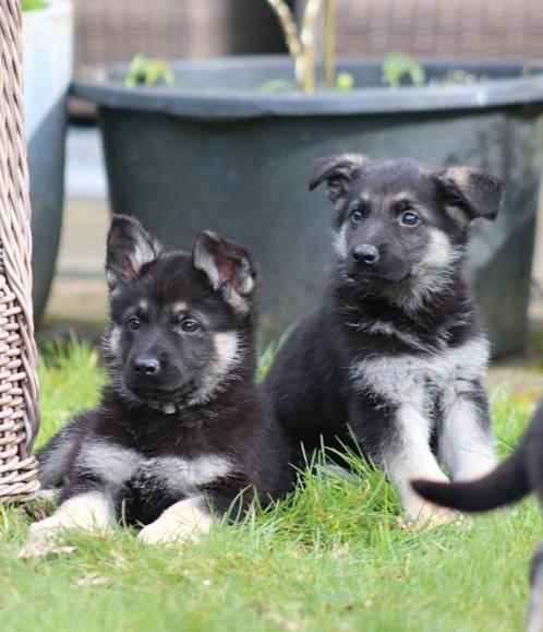 Mooie VEO pups (geen duitse herder) Oost Europeese herder, Dieren en Toebehoren, Honden | Herdershonden en Veedrijvers, Meerdere dieren