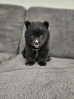 Micro pompsky pups, Dieren en Toebehoren, Overige rassen, 8 tot 15 weken, Meerdere, Meerdere dieren