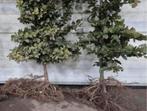 Groene beuken €1, Tuin en Terras, Planten | Bomen, Bloeit niet, Halfschaduw, 100 tot 250 cm, Overige soorten