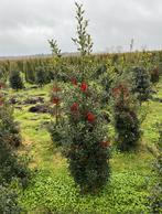 Ilex aquifolium hulst haagplanten en solitaire struiken, Tuin en Terras, Planten | Struiken en Hagen, Ophalen of Verzenden, Hulst