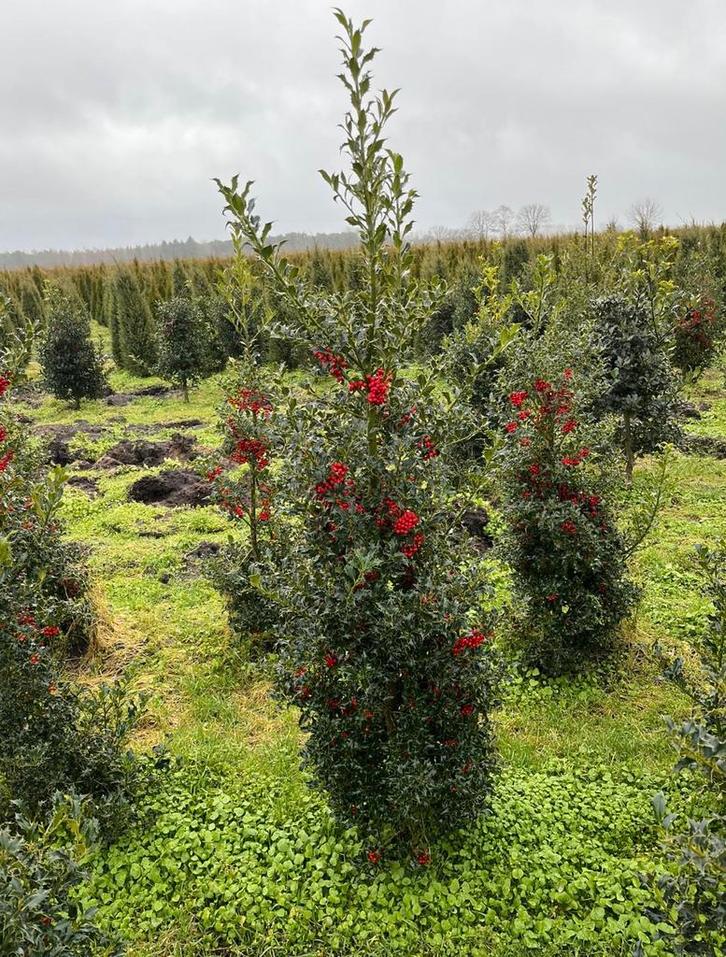 Ilex aquifolium hulst haagplanten en solitaire struiken, Tuin en Terras, Planten | Struiken en Hagen, Hulst, Minder dan 100 cm