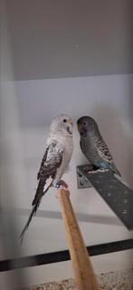 Koppel blackface x blackwing, Dieren en Toebehoren, Vogels | Parkieten en Papegaaien, Meerdere dieren, Parkiet