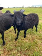 Mooie dekrammetjes, Dieren en Toebehoren, Schapen, Geiten en Varkens, Mannelijk, Schaap, 0 tot 2 jaar
