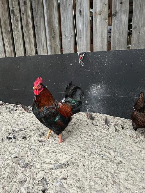 Kriel Barnevelder Blauw Dubbel Gezoomd, Dieren en Toebehoren, Pluimvee, Kip, Mannelijk