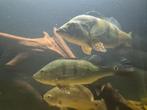 Cichla kelbri, Dieren en Toebehoren, Vis