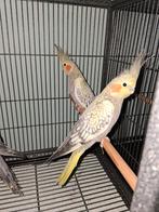 Valkparkieten om tam te maken, Meerdere dieren, Parkiet, Geringd