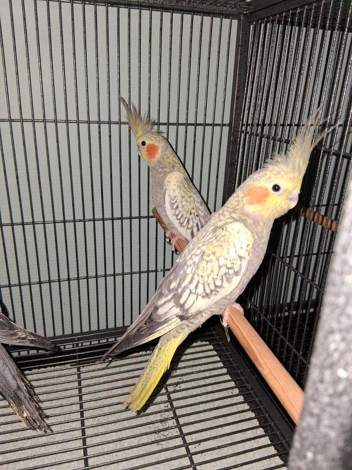 Valkparkieten om tam te maken, Dieren en Toebehoren, Vogels | Parkieten en Papegaaien, Parkiet, Meerdere dieren, Tam, Geringd