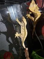 Wimpergekko vrouw, Dieren en Toebehoren, Hagedis, 0 tot 2 jaar