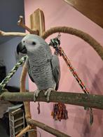 super tamme Grijze roodstaart 8 maanden, Geslacht onbekend, Papegaai, Pratend