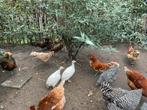 2 jonge parelhoenders, Dieren en Toebehoren, Pluimvee, Meerdere dieren, Overige soorten