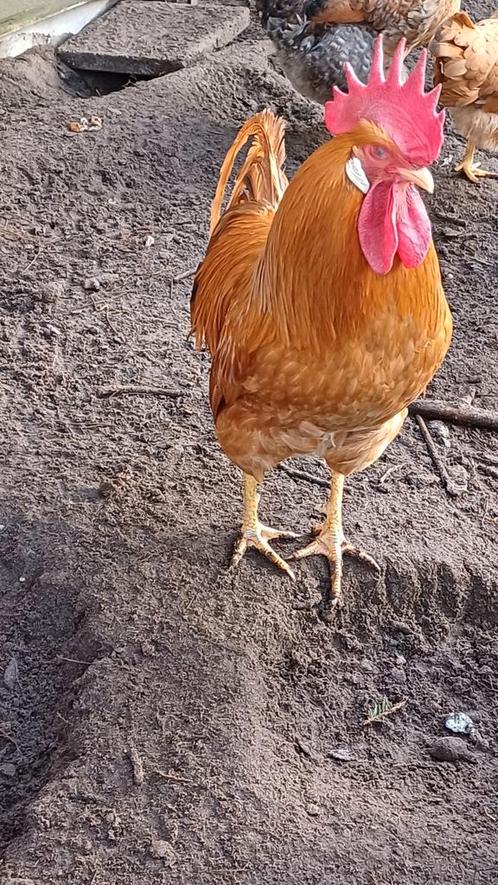 Broedeieren  van  goudgele leghorn, Dieren en Toebehoren, Pluimvee, Kip, Geslacht onbekend