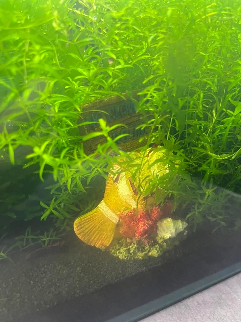 Mooie Bloody Mary garnalen, Dieren en Toebehoren, Vissen | Aquariumvissen, Kreeft, Krab of Garnaal