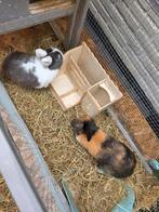 Twee leuke dwergkonijnen, Dieren en Toebehoren, Mannelijk, Dwerg