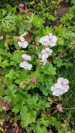 Geranium ooievaarsbek tuingeranium Spessa maagdenpalm sedum, Ophalen, Vaste plant, Bodembedekkers, Halfschaduw