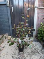 Photinia Red Robin, Ophalen, Overige soorten, Minder dan 100 cm