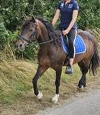 D-pony te koop, Dieren en Toebehoren, Pony's, B, Ruin, Ontwormd, 11 jaar of ouder
