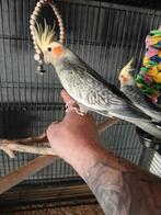 Handtamme opaline valkparkiet pop, Dieren en Toebehoren, Vogels | Parkieten en Papegaaien, Vrouwelijk, Parkiet, Tam
