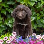 Aussiedoodle pups, 8 tot 15 weken, Meerdere, Meerdere dieren, Middel