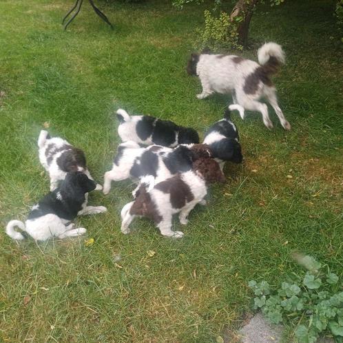 1 Wetterhûn reutje 8 mei 2025, lief gezond, aanhankelijk., Dieren en Toebehoren, Honden | Retrievers, Spaniëls en Waterhonden