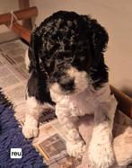 Konings poedel pups, Dieren en Toebehoren, Poedel, 8 tot 15 weken, CDV (hondenziekte), Meerdere