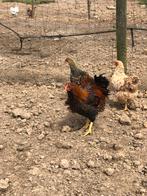 Mooie jonge Wyandotte goudzwart kriel haantje, Dieren en Toebehoren, Pluimvee, Mannelijk, Kip