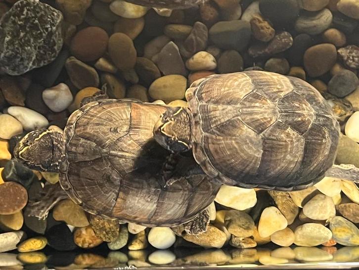 Conpleet terrarium met 2 muskes schildpadden