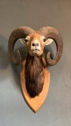 Grote taxidermie buste van een mouflon ram, Ophalen, Gebruikt, Opgezet dier
