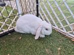 Super lieve rex dwerghangoor voedstertje, Dieren en Toebehoren, Konijnen, Vrouwelijk, Dwerg, Hangoor, 0 tot 2 jaar