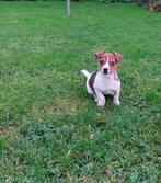 Mooie kleinblijvende Jackrussel / Jack Russel / Russell pups, Nederland, Jack Russell Terriër, CDV (hondenziekte), 8 tot 15 weken