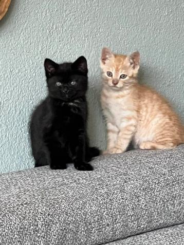 2 kittens te koop 8-9 weken zwart vrouwtje oranje mannetje beschikbaar voor biedingen