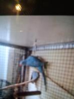 1 halsband parkiet pop  van 8 maanden, Vrouwelijk, Parkiet