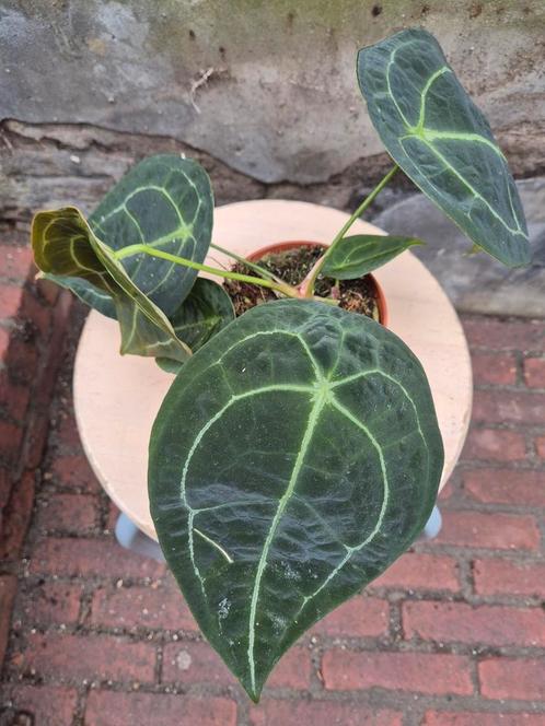 Anthurium Forgetii x Nigrolamin p12 (1), Huis en Inrichting, Kamerplanten, Overige soorten, Minder dan 100 cm, Ophalen of Verzenden