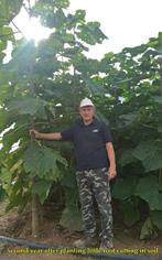 Oxygen trees Paulownia, single-season saplings from ground, Tuin en Terras, Planten | Bomen, Volle zon, Lente, 100 tot 250 cm