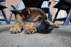 Oud Duitse x Mechelse herder pups, Dieren en Toebehoren, Honden | Herdershonden en Veedrijvers, 8 tot 15 weken, CDV (hondenziekte)