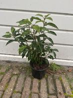 Prunus lusitanica angustifolia portugese laurier, Ophalen of Verzenden, Laurier, Minder dan 100 cm
