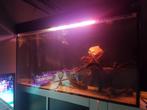 Aqarium mag voor kleine prijs weg, Dieren en Toebehoren, Vissen | Aquaria en Toebehoren, Ophalen, Zo goed als nieuw, Gevuld zoetwateraquarium