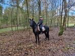 Pony barok type voor lease, Dieren en Toebehoren, Paarden en Pony's | Overige Paardenspullen, Ophalen, Dressuur