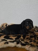 Kaninchen teckels, Kaninchen, Parvo, 8 tot 15 weken, Korthaar