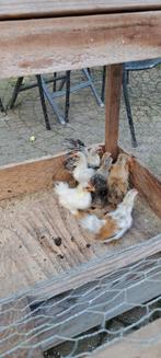 Serama haantjes zijderverig gratis, Dieren en Toebehoren, Mannelijk, Kip