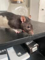 2 tamme ratten (vrouwelijk), Dieren en Toebehoren, Rat, Juli, Vrouwelijk, Tam