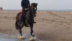 Paard Gezocht !, Ophalen of Verzenden