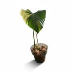 * SUPER Raritet* Philodendron SP Tropical / Oxapapense, Huis en Inrichting, Kamerplanten, Ophalen, Halfschaduw, Minder dan 100 cm