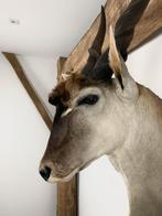 Eland Antilope Taxidermie opgezet groot, Ophalen